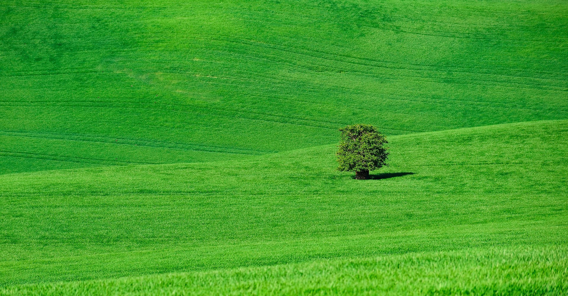 Prezzi visite guidate Cortona, Arezzo e Siena province