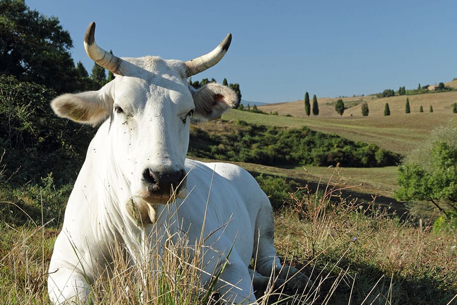 A guided tour of the Abbey of Farneta near Cortona