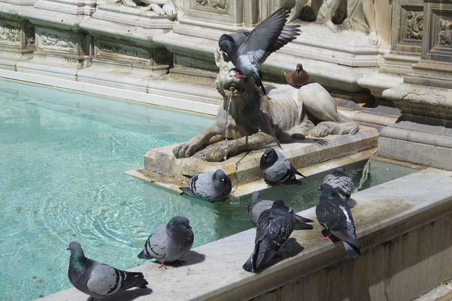 Visita guidata di Siena