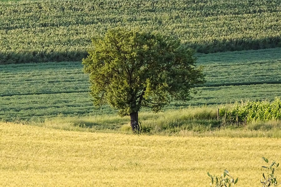 Guided tour of the Valdichiana valley